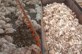 Sem energia, aviário perde cerca de 30 mil frangos e prejuízo pode chegar a R$ 100 mil em Cascavel