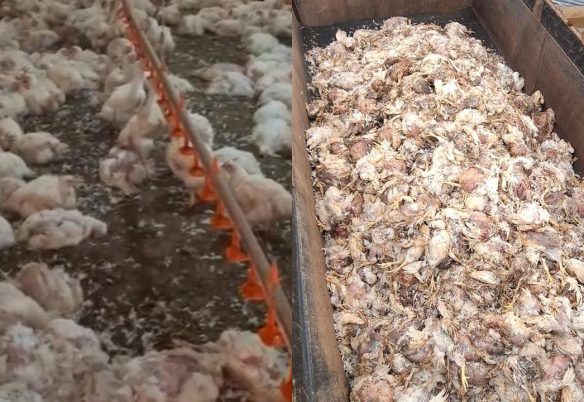 Sem energia, aviário perde cerca de 30 mil frangos e prejuízo pode chegar a R$ 100 mil em Cascavel