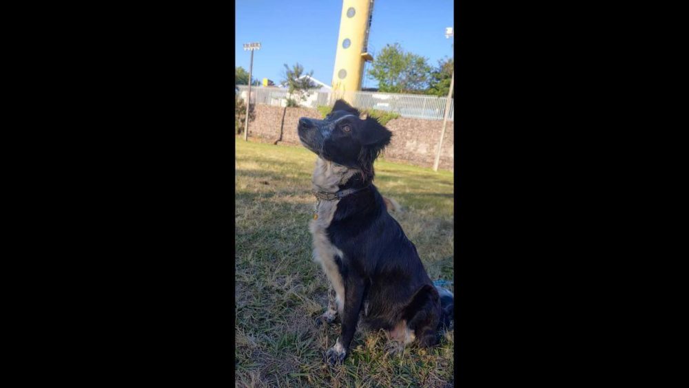 Cachorra Milonga desapareceu no bairro Pioneiros Catarinenses Imagem referente a Cachorra Milonga desapareceu no bairro Pioneiros Catarinenses