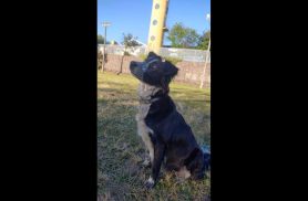 Cachorra Milonga desapareceu no bairro Pioneiros Catarinenses