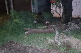 Bombeiros realizam poda após queda de galhos de árvore no bairro Santos Dumont Bombeiros realizam poda após queda de galhos de árvore no bairro Santos Dumont