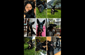 Cachorra Stella desapareceu no bairro Brasmadeira