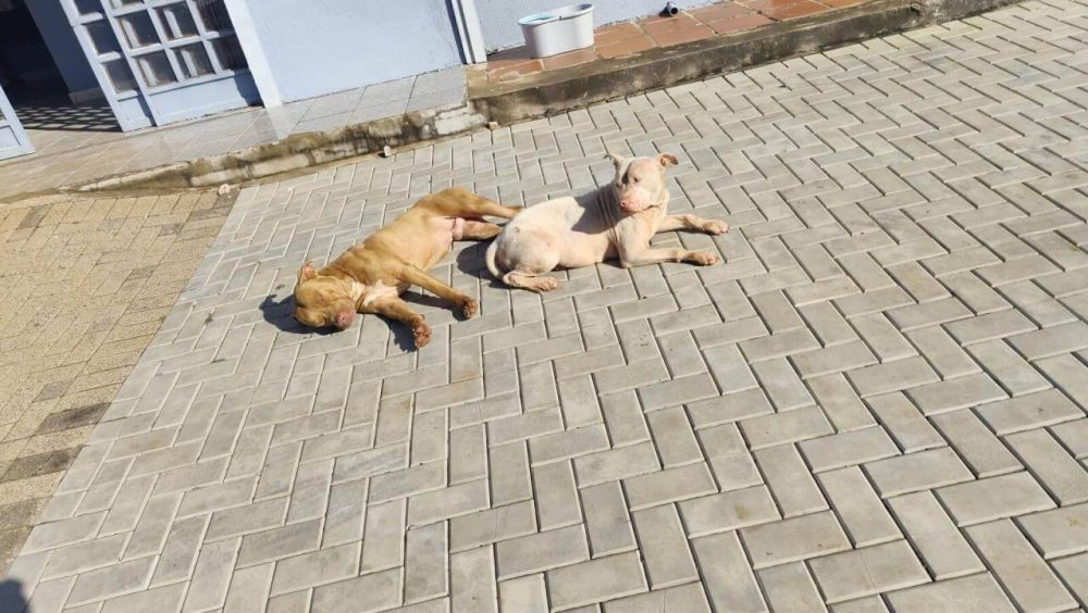 Cachorra é encontrada no bairro São Cristóvão Imagem referente a Cachorra é encontrada no bairro São Cristóvão