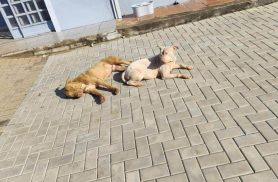 Cachorra é encontrada no bairro São Cristóvão