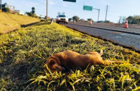 Cachorro que provocou acidente na PRc-467 morreu na hora