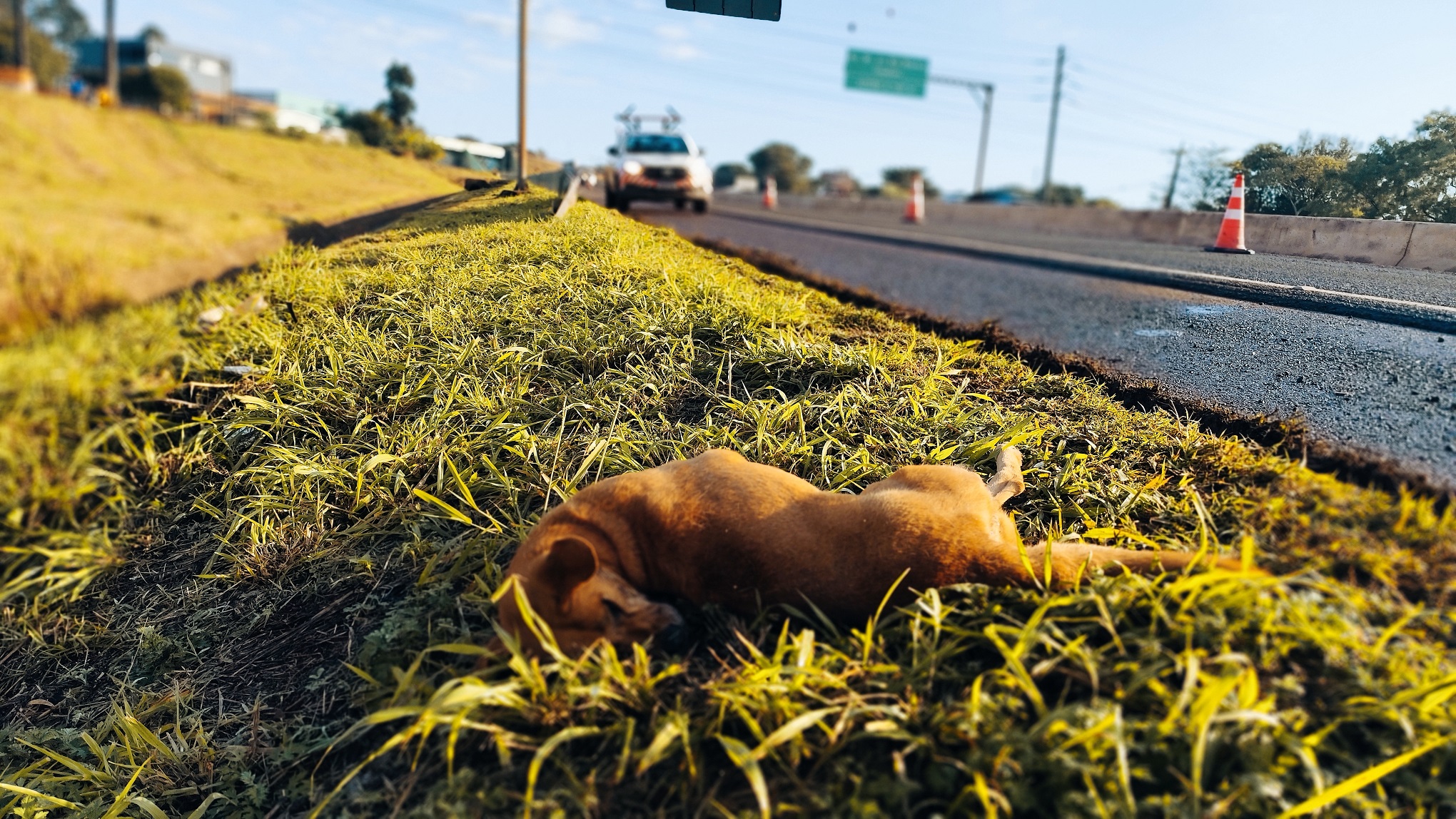 Imagem referente a Cachorro que provocou acidente na PRc-467 morreu na hora