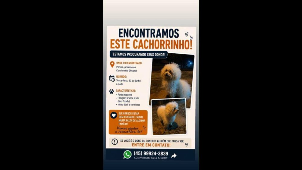 Cachorro é encontrado no bairro Periolo Imagem referente a Cachorro é encontrado no bairro Periolo