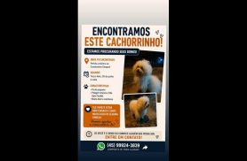Cachorro é encontrado no bairro Periolo