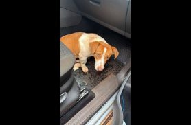 Cachorro é encontrado no bairro São Cristóvão