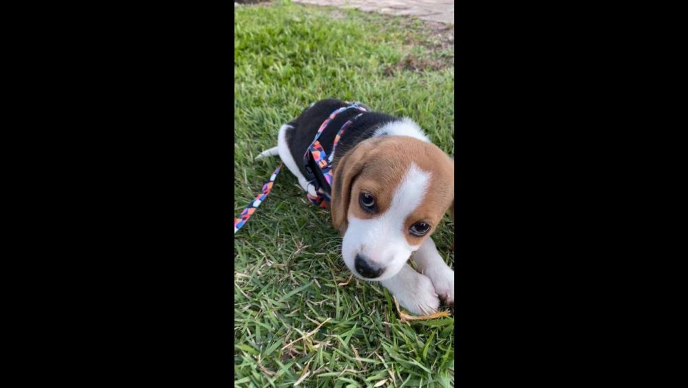 Cachorro Bigo desapareceu no bairro Universitário Imagem referente a Cachorro Bigo desapareceu no bairro Universitário