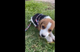Cachorro Bigo desapareceu no bairro Universitário