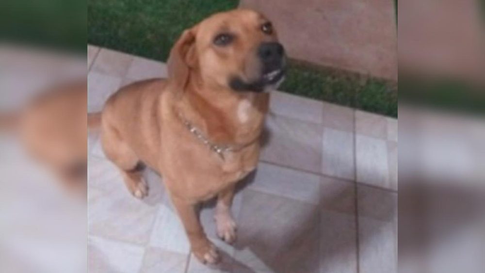 Donos pedem ajuda para encontrar cachorro caramelo em Cascavel Imagem referente a Donos pedem ajuda para encontrar cachorro caramelo em Cascavel