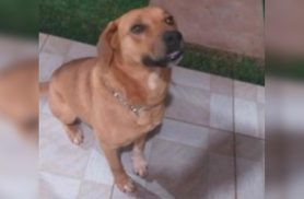Donos pedem ajuda para encontrar cachorro caramelo em Cascavel