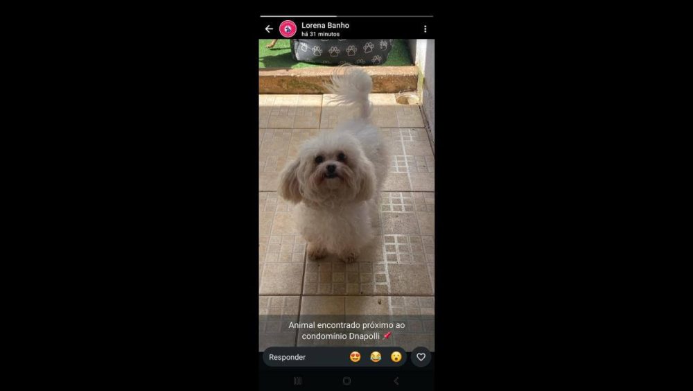 Cachorro é encontrado no bairro Brasília Imagem referente a Cachorro é encontrado no bairro Brasília