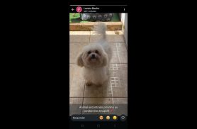 Cachorro é encontrado no bairro Brasília