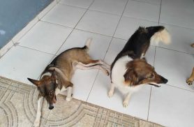 Cachorras Leona e Diana desapareceram no bairro Santa Cruz