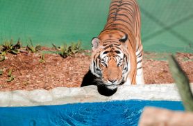 Zoológico amplia dias de visitação durante férias escolares
