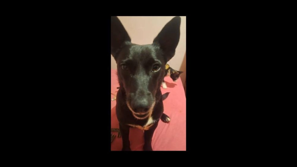 Cachorra Estela desapareceu no bairro Brasmadeira Imagem referente a Cachorra Estela desapareceu no bairro Brasmadeira