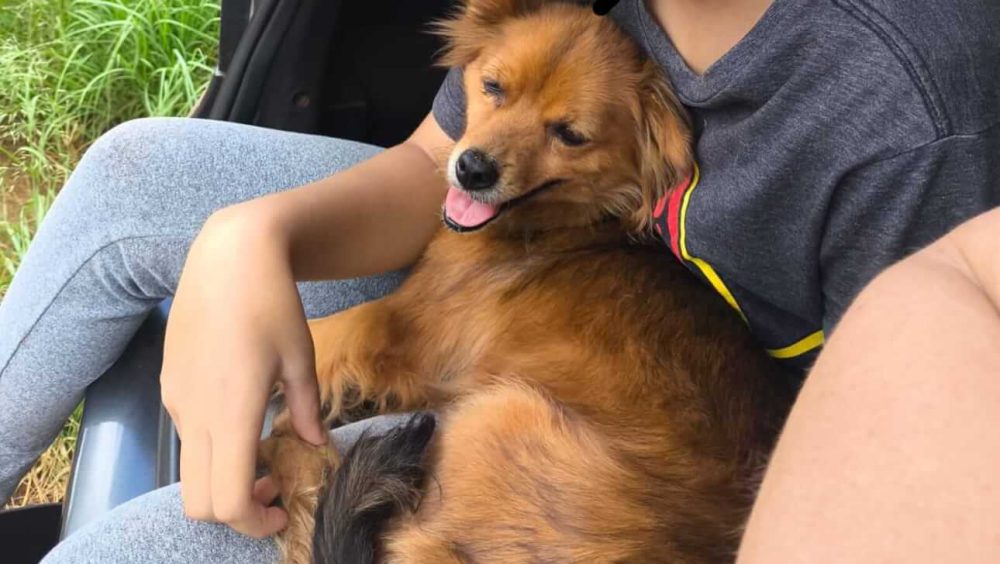 Cachorra BIA desapareceu no bairro Belmonte Imagem referente a Cachorra BIA desapareceu no bairro Belmonte