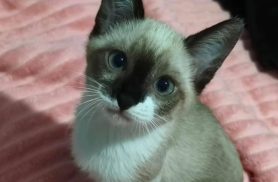 Gata Zara desapareceu no bairro Brasília
