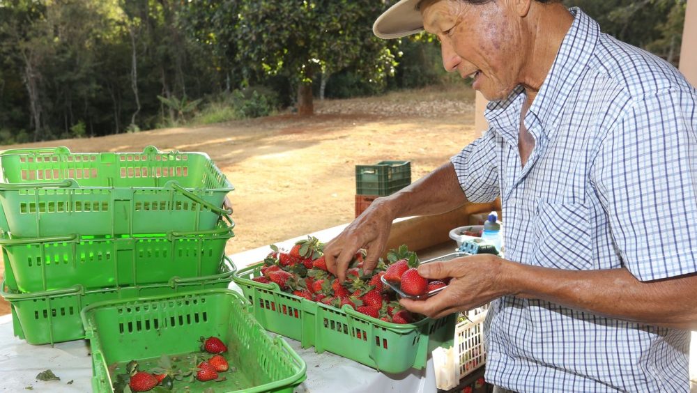 Finep vai pagar R$ 220 milhões para inovações em agricultura familiar Imagem referente a Finep vai pagar R$ 220 milhões para inovações em agricultura familiar