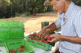 Finep vai pagar R$ 220 milhões para inovações em agricultura familiar 
