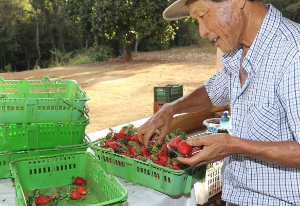 Finep vai pagar R$ 220 milhões para inovações em agricultura familiar 