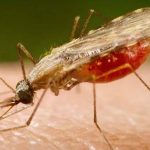 Cientistas da Fiocruz podem produzir vacina completa contra a malária Imagem relativa a Cientistas da Fiocruz podem produzir vacina completa contra a malária