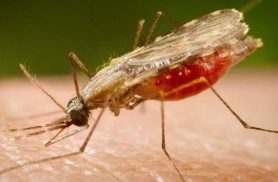 Cientistas da Fiocruz podem produzir vacina completa contra a malária