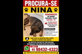 Cachorra Nina desapareceu no bairro Cascavel Velho