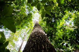 BNDES busca mobilizar até R$ 6 bi para mercado de crédito de carbono