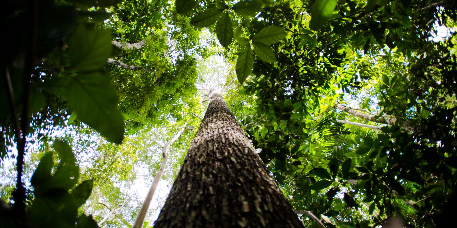 Imagem referente a BNDES busca mobilizar até R$ 6 bi para mercado de crédito de carbono