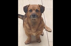 Cachorro desapareceu no bairro Centro