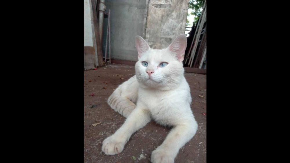 Gato Inzaghi desapareceu no bairro Universitário Imagem referente a Gato Inzaghi desapareceu no bairro Universitário