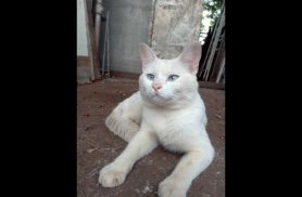 Gato Inzaghi desapareceu no bairro Universitário