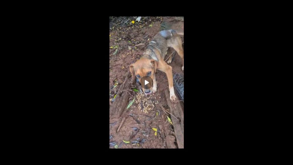 Cachorro Botinha desapareceu no bairro Universitário Imagem referente a Cachorro Botinha desapareceu no bairro Universitário