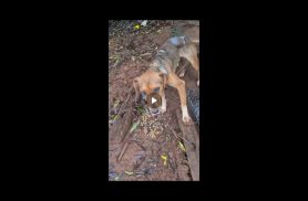 Cachorro Botinha desapareceu no bairro Universitário