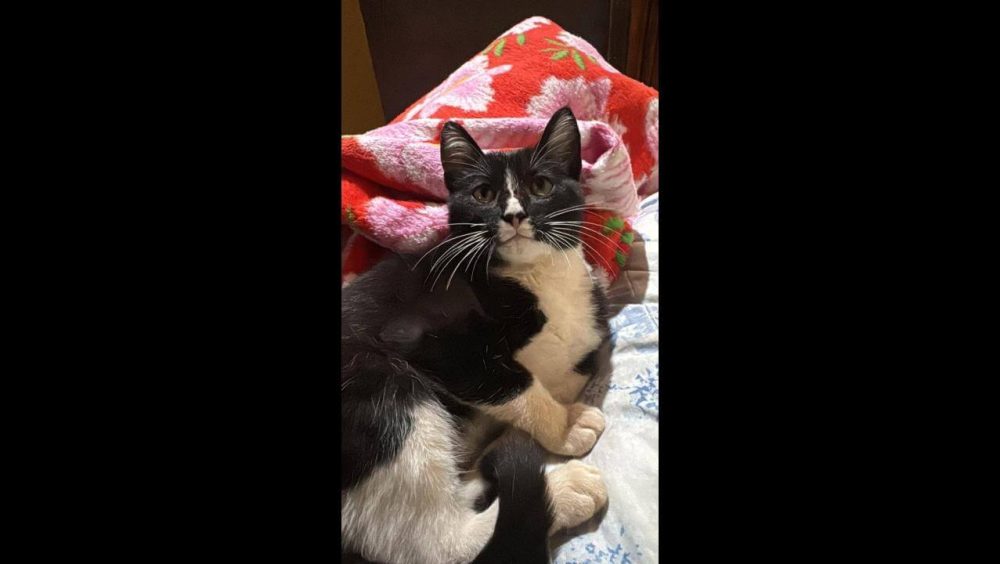 Gato Mimi desapareceu no bairro Pioneiros Catarinenses Imagem referente a Gato Mimi desapareceu no bairro Pioneiros Catarinenses