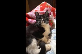 Gato Mimi desapareceu no bairro Pioneiros Catarinenses