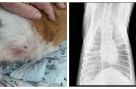 Cachorrinha é encontrada agonizando após levar tiro no bairro Gralha Azul; projétil ficou alojado no pulmão