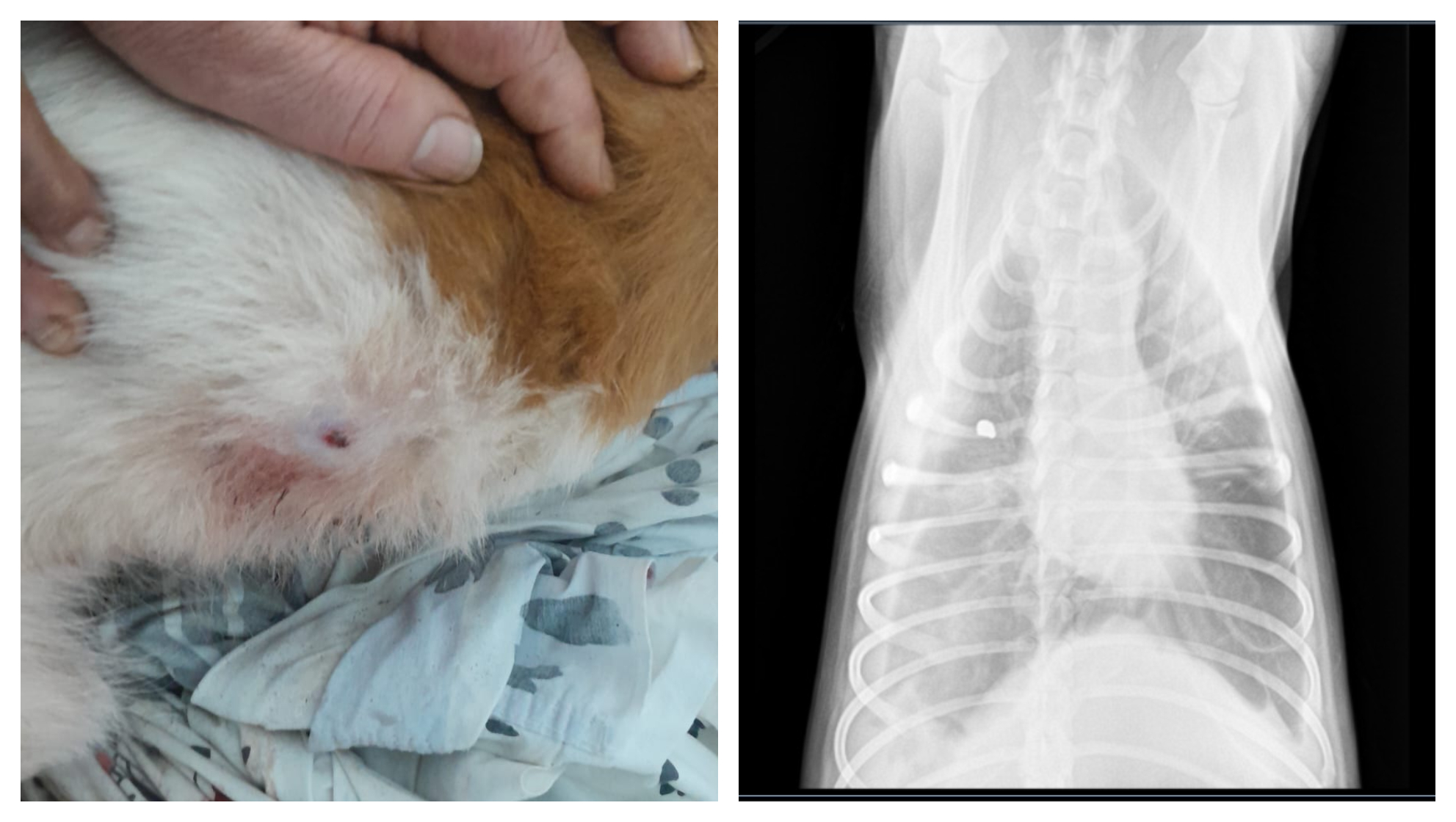 Cachorrinha é encontrada agonizando após levar tiro no bairro Gralha Azul; projétil ficou alojado no pulmão