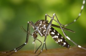 O Aedes aegypti pode aprender. E essa não era uma habilidade que alguém queria descobrir. O Aedes aegypti pode aprender. E essa não era uma habilidade que alguém queria descobrir.