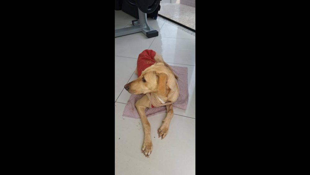 Cachorro é encontrado no bairro Centro Imagem referente a Cachorro é encontrado no bairro Centro