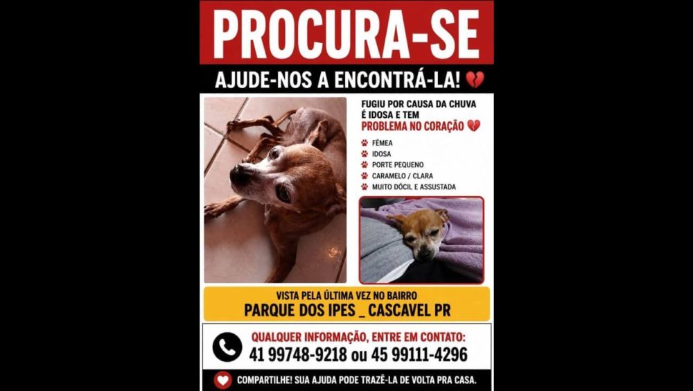 Cachorra Mel desapareceu no bairro Esmeralda Imagem referente a Cachorra Mel desapareceu no bairro Esmeralda