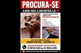 Cachorra Mel desapareceu no bairro Esmeralda