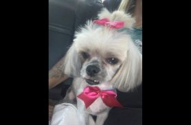 Cachorra Mel, está com roupinha amarela e vermelha desapareceu no bairro Pacaembu