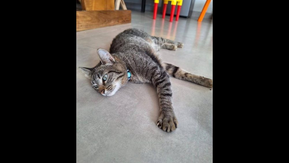 Gata Mazi desapareceu no bairro Nova Cidade Imagem referente a Gata Mazi desapareceu no bairro Nova Cidade