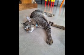 Gata Mazi desapareceu no bairro Nova Cidade