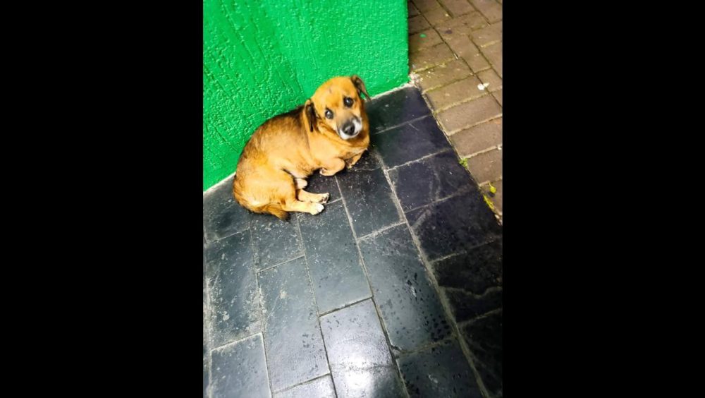 Cachorro é encontrado no bairro Centro Imagem referente a Cachorro é encontrado no bairro Centro