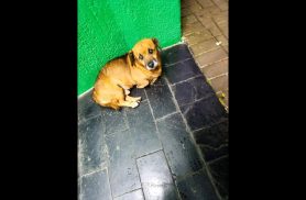 Cachorro é encontrado no bairro Centro